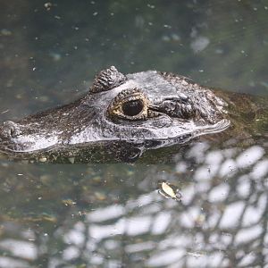 Land of Crocodiles - Yacare Caiman