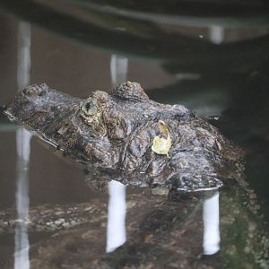 Land of Crocodiles - Broad-Snouted Caiman