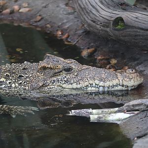 Land of Crocodiles - Cuban Crocodile