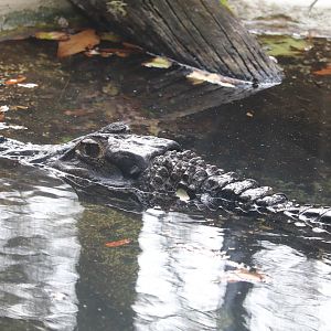 Land of Crocodiles - Black Caiman