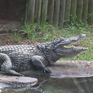 Land of Crocodiles - West African Crocodile