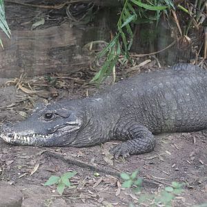 Land of Crocodiles - Dwarf Crocodile
