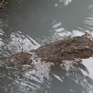 Land of Crocodiles - Mugger Crocodile