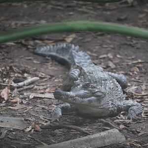 Land of Crocodiles - African Slender-Snouted Crocodile