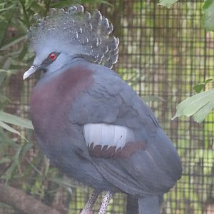 Land of Crocodiles - Victoria Crowned Pigeon