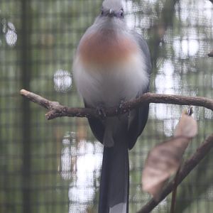 Land of Crocodiles - Crested Coua