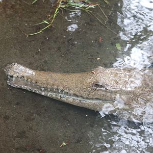 Land of Crocodiles - Johnston's Crocodile