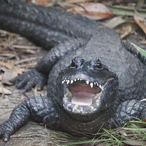 Land of Crocodiles - Chinese Alligator