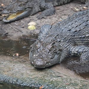Land of Crocodiles - Siamese Crocodile