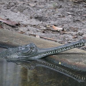 Land of Crocodiles - Gharial