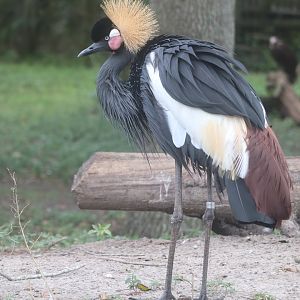 Birds of Africa - Black-Crowned Crane