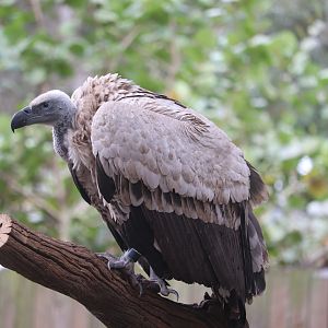 Birds of Africa - Cape Griffon Vulture