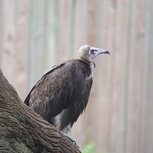 Birds of Africa - Hooded Vulture