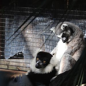 Lemurs of Madagascar - Black-and-White Ruffed Lemur - Ring-Tailed Lemur