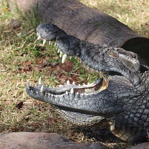 Oasis on the Nile - Nile Crocodile