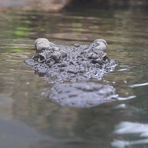 Oasis on the Nile - Nile Crocodile