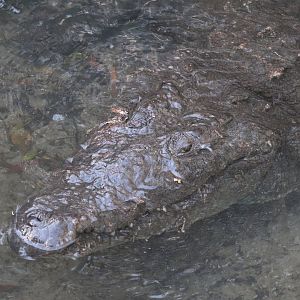 St. Augustine Alligator Farm - American Crocodile
