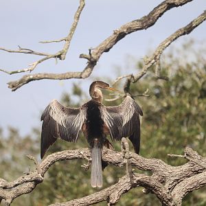 Wading Bird Rookery - Anhinga