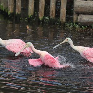 Wading Bird Rookery - Roseate Spoonbills