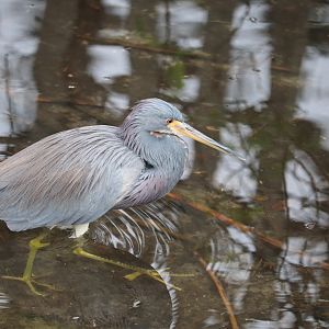 Wading Bird Rookery - Tricolored Heron