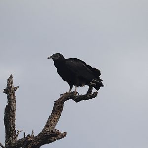 Wading Bird Rookery - Black Vulture