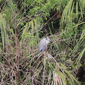 Wading Bird Rookery - Yellow-Crowned Night Heron