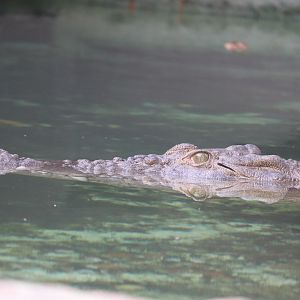 Maximo - Saltwater Crocodile