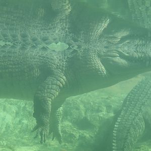 Maximo - Saltwater Crocodile