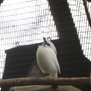 St. Augustine Alligator Farm - Bali Myna