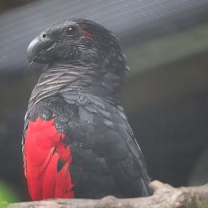 St. Augustine Alligator Farm - Pesquet’s Parrot