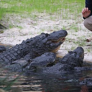 Alligator Lagoon - American Alligator