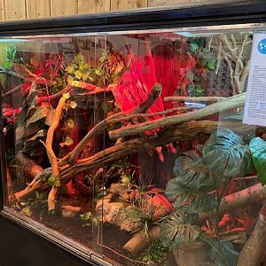 Gift Shop - Frilled lizard exhibit 051122