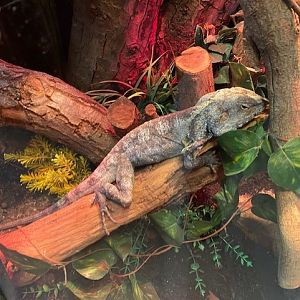 Gift Shop - Frilled lizard 051122