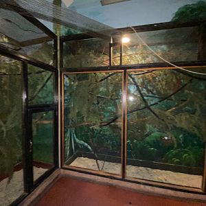 Tropical Hall - Northern treeshrew exhibit 051122