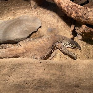 Tropical Hall - Argus monitor 051122