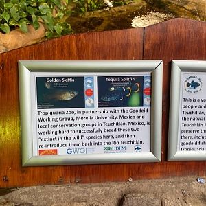 Tropical Hall - Signage for Golden skiffia and Tequila splitfin 051122