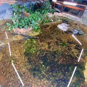 Tropical Hall - Exhibit for Golden skiffia and Tequila splitfin 051122