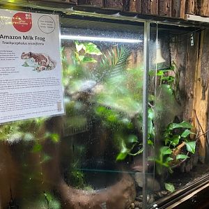 Tropical Hall - Amazon milk frog exhibit 051122