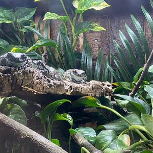 Tropical Hall - Amazon milk frog exhibit 051122