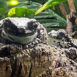 Tropical Hall - Amazon milk frogs 051122