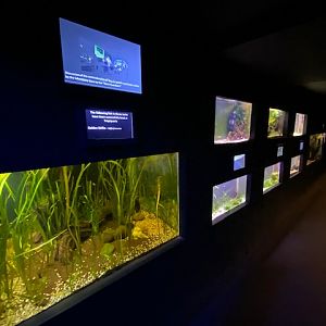 Aquarium 051122