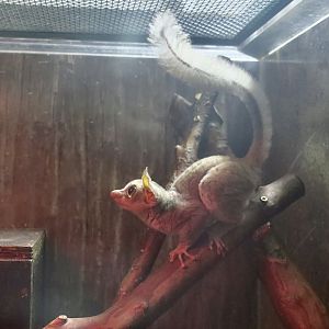 Prince Demidoff's Galago (Galagoides demidovii)