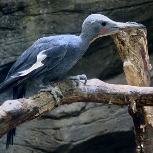 Great Slaty Woodpecker (Mulleripicus pulverulentus) male