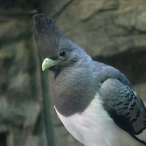 White-Bellied Go-Away-Bird (Crinifer leucogaster) female