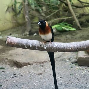 Long-Tailed Paradise Whydah (Vidua paradisaea) male