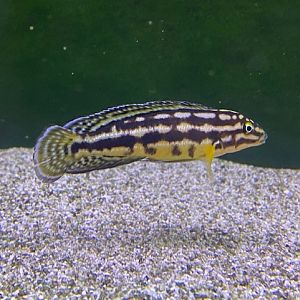 Aquarium inhabitant 051122