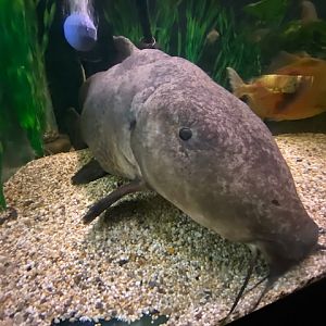 Aquarium - Giraffe catfish 051122
