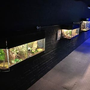 Aquarium - Invertebrate exhibits 051122