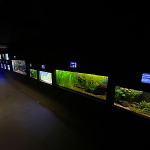 Aquarium 051122
