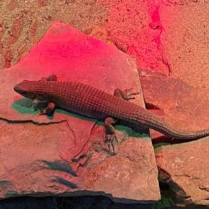 Tropical Hall - Sudan plated lizard 051122
